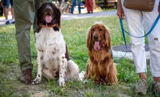 Zdjęcie do 25. PIKNIK LEŚNY